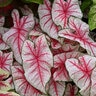 Caladium bicolor Fiesta Portfolio Angel Wings