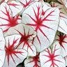 Caladium bicolor Fiesta Portfolio Angel Wings