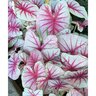 Caladium bicolor Fiesta Portfolio Angel Wings