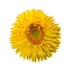 Xerochrysum bracteatum Granvia Gold Portfolio Strawflower True 1 gal. Container