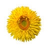 Xerochrysum bracteatum Granvia Gold Portfolio Strawflower