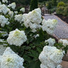 Hydrangea Paniculata White Wedding Portfolio Panicle Hydrangea
