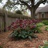 Helleborus X Frostkiss Vibey Velvet Portfolio Lenten Rose