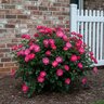 Rosa Floribunda Brick House Pink Portfolio Rose