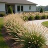 Cenchrus (Pennisetum) alopecuroides Praline Portfolio Dwarf Fountain Grass