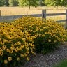 Rudbeckia X American Gold Rush Portfolio Black-Eyed Susan