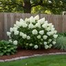 Hydrangea Paniculata White Wedding Portfolio Panicle Hydrangea