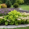 Heuchera X Lime Ruffles Portfolio Coral Bells