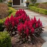 Celosia Argentea var. Spicata Kelos Fire Scarlet Portfolio Cockscomb