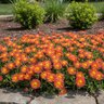 Delosperma X Ocean Sunset Orange Glow Portfolio Ice Plant