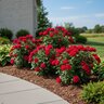 Rosa Floribunda Brick House Red Portfolio Rose