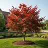 Acer Palmatum Bloodgood Portfolio Japanese Maple