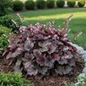 Heuchera X Hybrida Carnival Rose Granita Portfolio Coral Bells