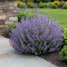 Nepeta X Faassenii Whispurr Blue Portfolio Catmint