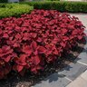 Coleus scutellarioides Redhead Portfolio Coleus