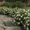 Lantana Camara Bloomify White Portfolio Lantana