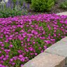 Delosperma X Ocean Sunset Violet Portfolio Ice Plant
