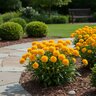 Coreopsis Grandiflora Solanna Golden Sphere Portfolio Tickseed