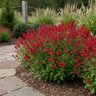 Salvia greggii Mirage Cherry Red Portfolio Autumn Sage