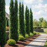 Juniperus Virginiana Taylor Portfolio Eastern Red Cedar