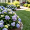 Hydrangea Macrophylla Painted Sky Portfolio Big Leaf Hydrangea