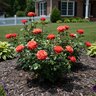 Rosa Floribunda Brick House Orange Portfolio Rose