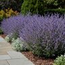 Perovskia atriplicifolia CrazyBlue Portfolio Russian Sage