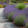 Lavandula Angustifolia SuperBlue Portfolio English Lavender