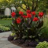 Canna X Generalis Cannova Bronze Scarlet Portfolio Canna Lily
