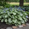 Brunnera Macrophylla Frostbite Portfolio Siberian Bugloss