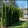 Thuja Occidentalis American Pillar Portfolio Arborvitae