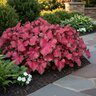 Caladium bicolor Flare Portfolio Strap Leaf Angel Wings