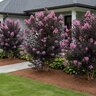 Lagerstroemia X Thunderstruck Lavender Skies Portfolio Crape Myrtle