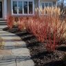 Cornus sericea Winter Spark Portfolio Red Twig Dogwood