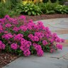 Verbena Canadensis Homestead Hot Pink Vervain