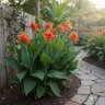 Canna X Generalis Cannova Red Golden Flame Portfolio Canna Lily