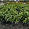 Prunus laurocerasus Green Goblet Portfolio English Laurel
