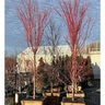 Acer palmatum Sangokaku Portfolio Coral Bark Japanese Maple