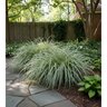 Carex oshimensis Feather Falls Portfolio Japanese Sedge