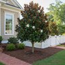 Magnolia grandiflora Teddy Bear Portfolio Southern Magnolia