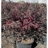 Loropetalum chinense Cerise Charm Portfolio Fringe Flower