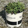 Salvia nemorosa Lyrical White Portfolio Woodland Sage