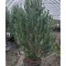 Ilex x Aim High Arrow Point Portfolio Holly