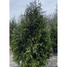 Thuja Green Giant Portfolio Arborvitae