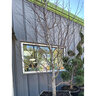 Thuja Green Giant Portfolio Arborvitae