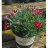 Dianthus x Mountain Frost Ruby Glitter Portfolio Pinks