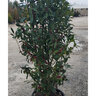 Ilex integra x latifolia Screen Play Portfolio Holly