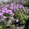 Phlox hybrida Candy Cloud Blue Portfolio Phlox