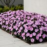 Impatiens x hybrida SunPatiens Compact Lavender Splash Portfolio New Guinea Impatiens