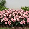 Impatiens x hybrida SunPatiens Vigorous Peach Candy Portfolio New Guinea Impatiens